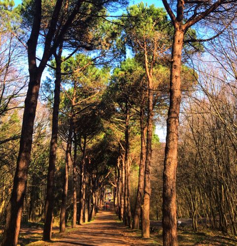 İstanbul'da Gidilebilecek En İyi 35 Park, Koru ve Bahçe